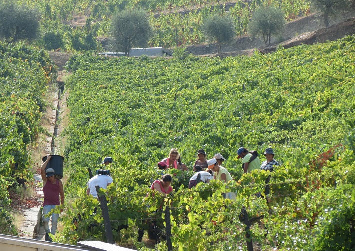 Grape harvest Douro valley portugal