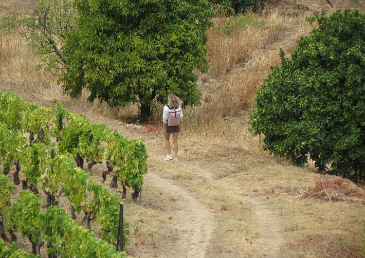 This is an easy hiking tour through the vineyards and Quintas of Douro Valley in Pinhão. We include lunch with wine, a wine tour and Port wine tasting.